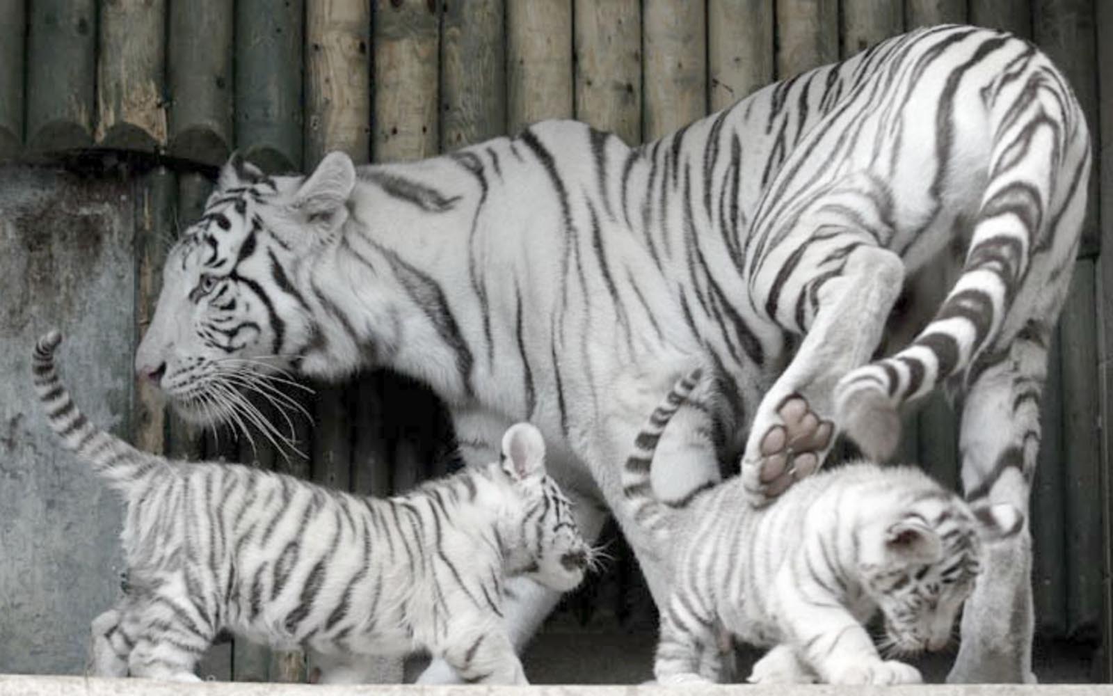 Baby White Tigers Wallpapers 2013 Wallpaper