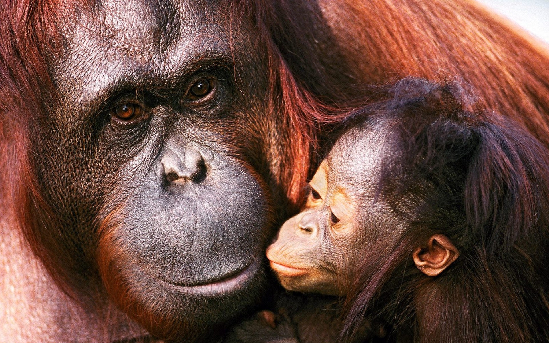 Orangutans Monkey Babies Cute Love Wallpaper