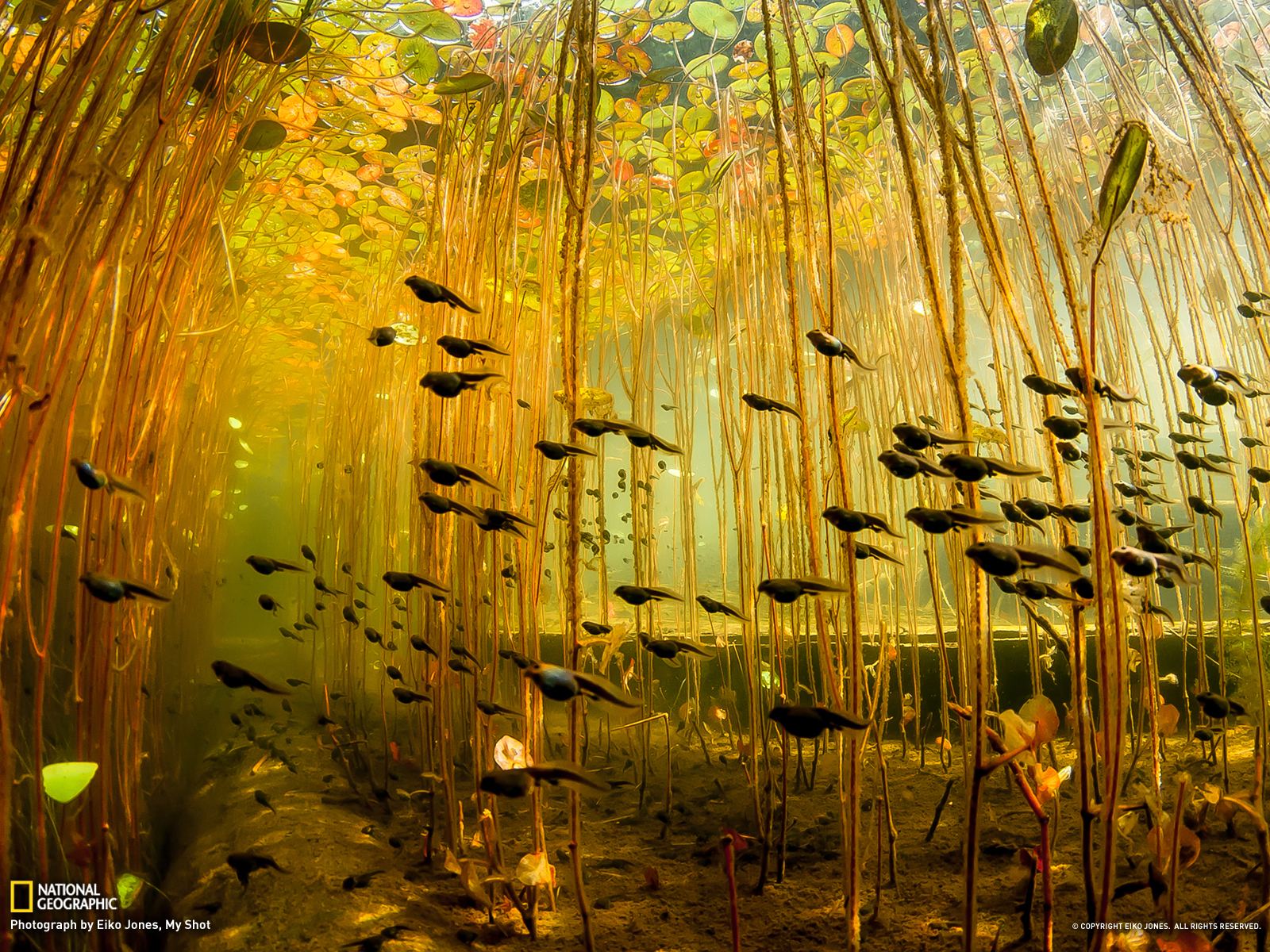 Tadpole Picture Underwater Wallpaper National Geographic Photo