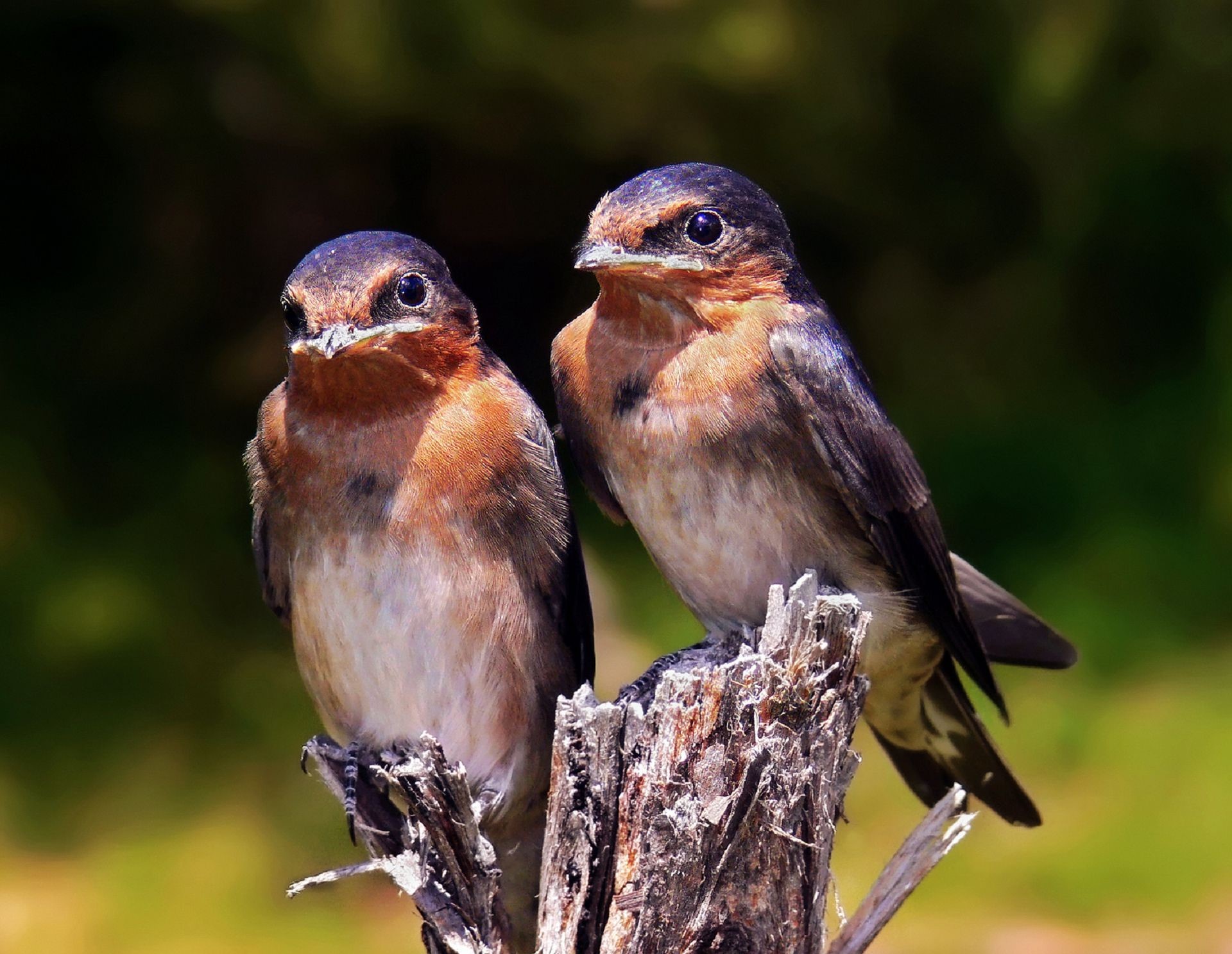 Swallow Windows Wallpaper