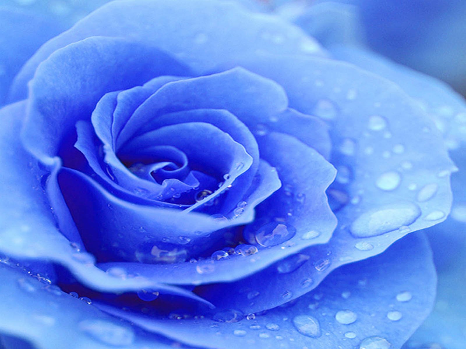 wallpapers Blue Rose Wallpapers