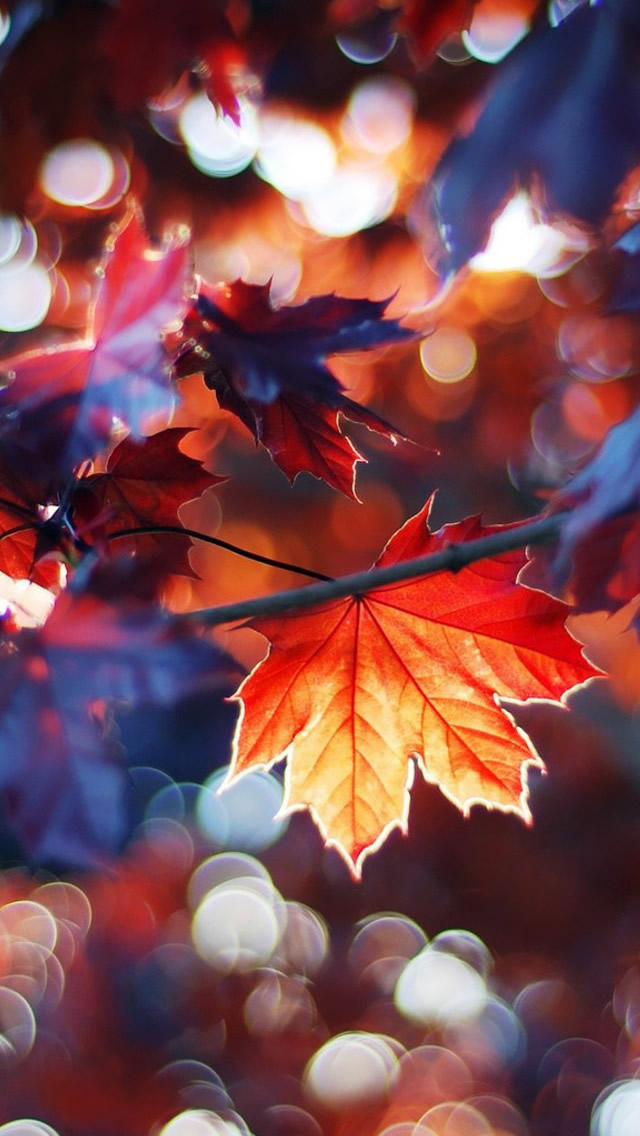 Autumn Leaves iPhone 5s Wallpaper iPad