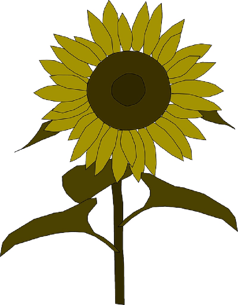 Outline Yellow Drawing Plants Sun Flower Flowers Public Domain