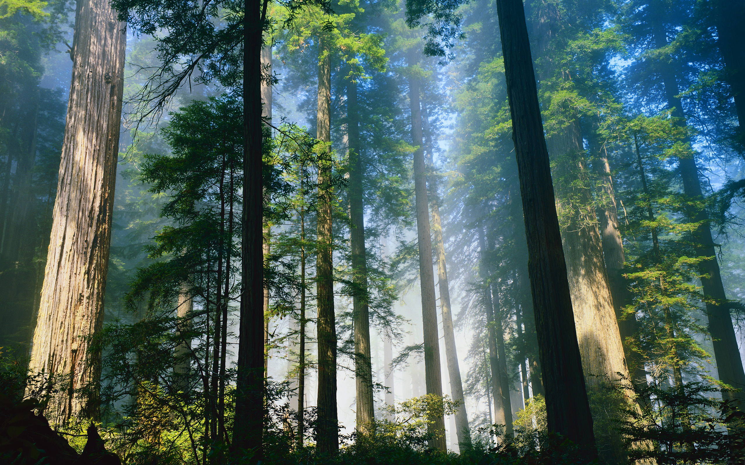 Daily Wallpaper Redwood Forest I Like To Waste My Time
