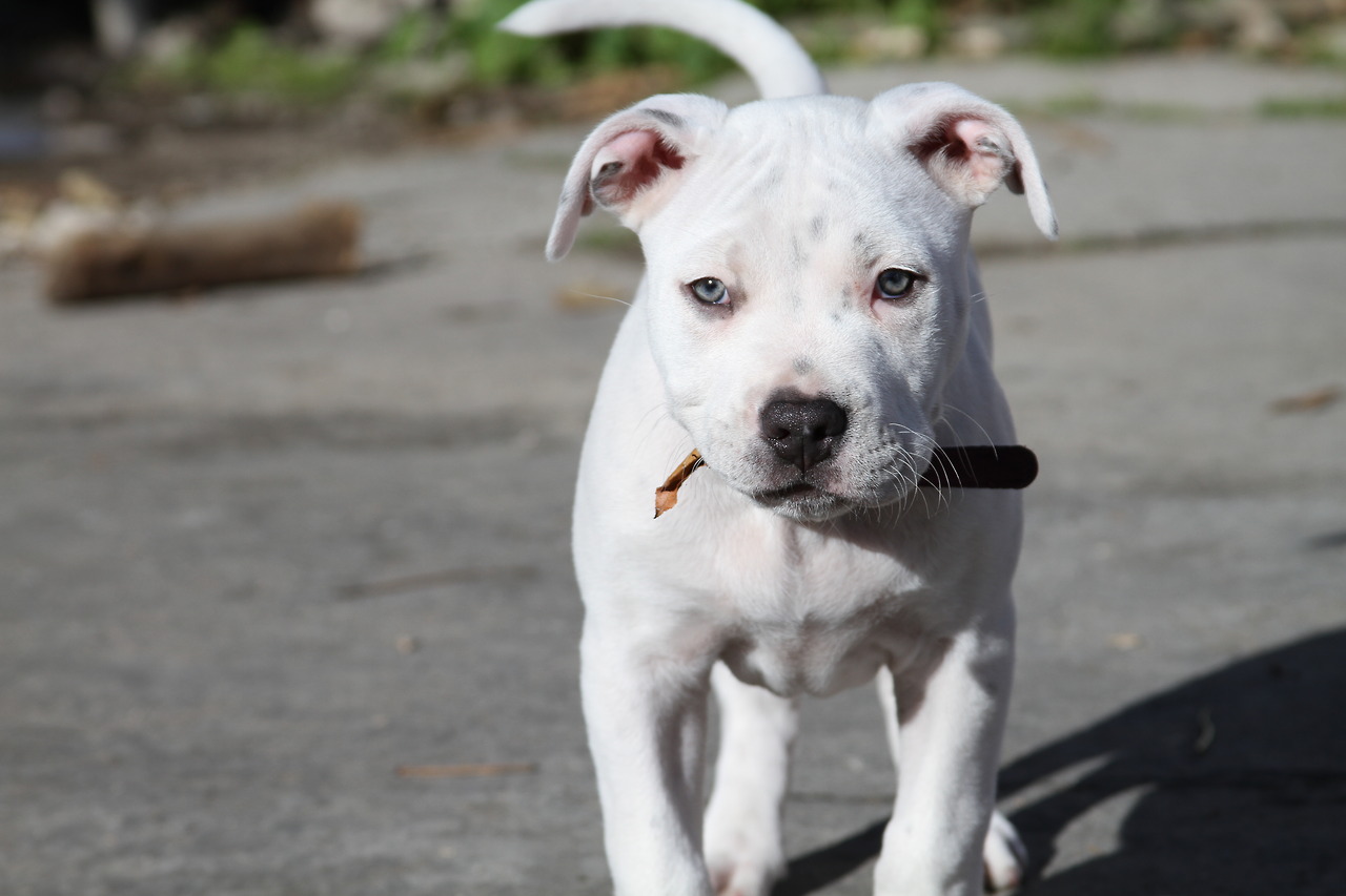 Go Back Image For Cute Pitbull Puppies With Blue Eyes
