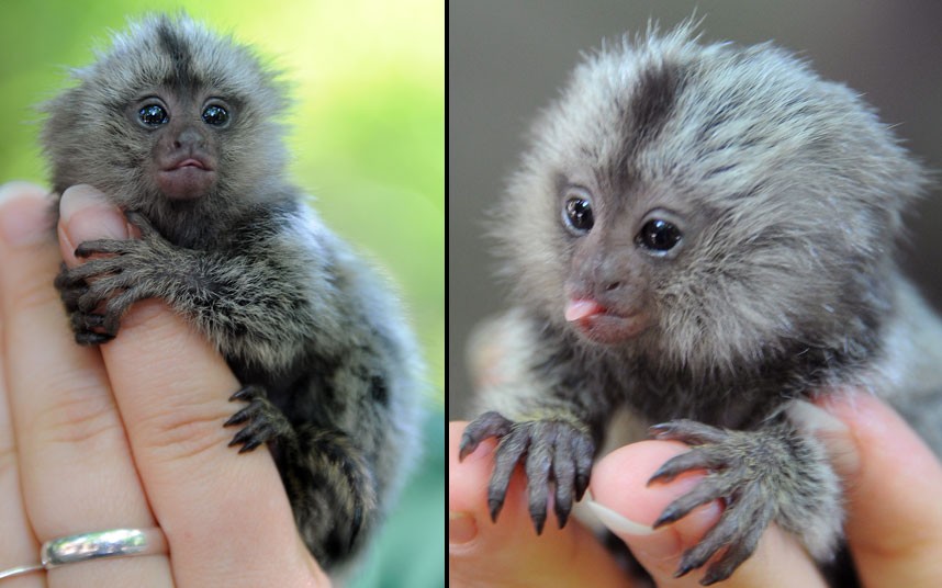 Newborn Finger Monkeys Image Pictures Becuo