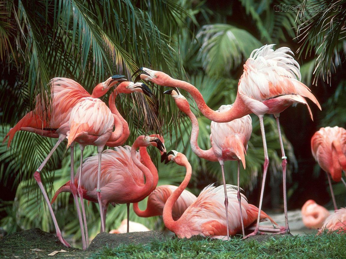 Papel De Parede Flamingos