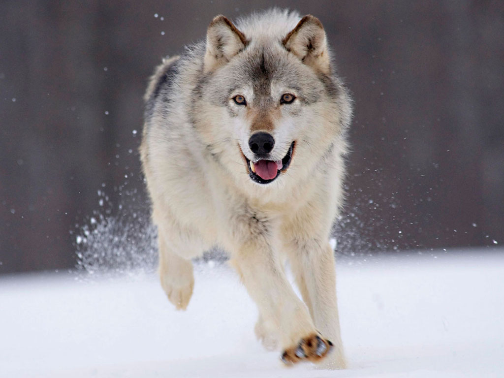 Wolf In Winter Wallpaper Background Photos Imageand Pictures