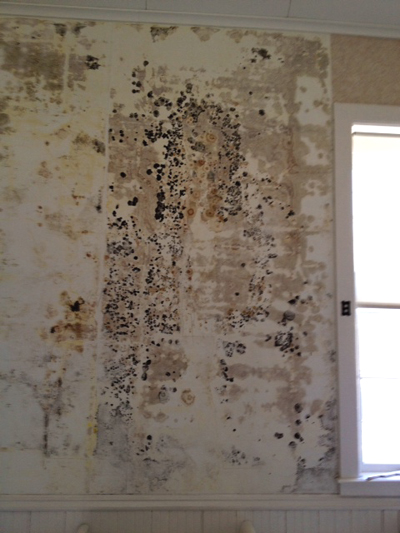 April Interior S Of Mold Problem Under The Old Wallpaper At