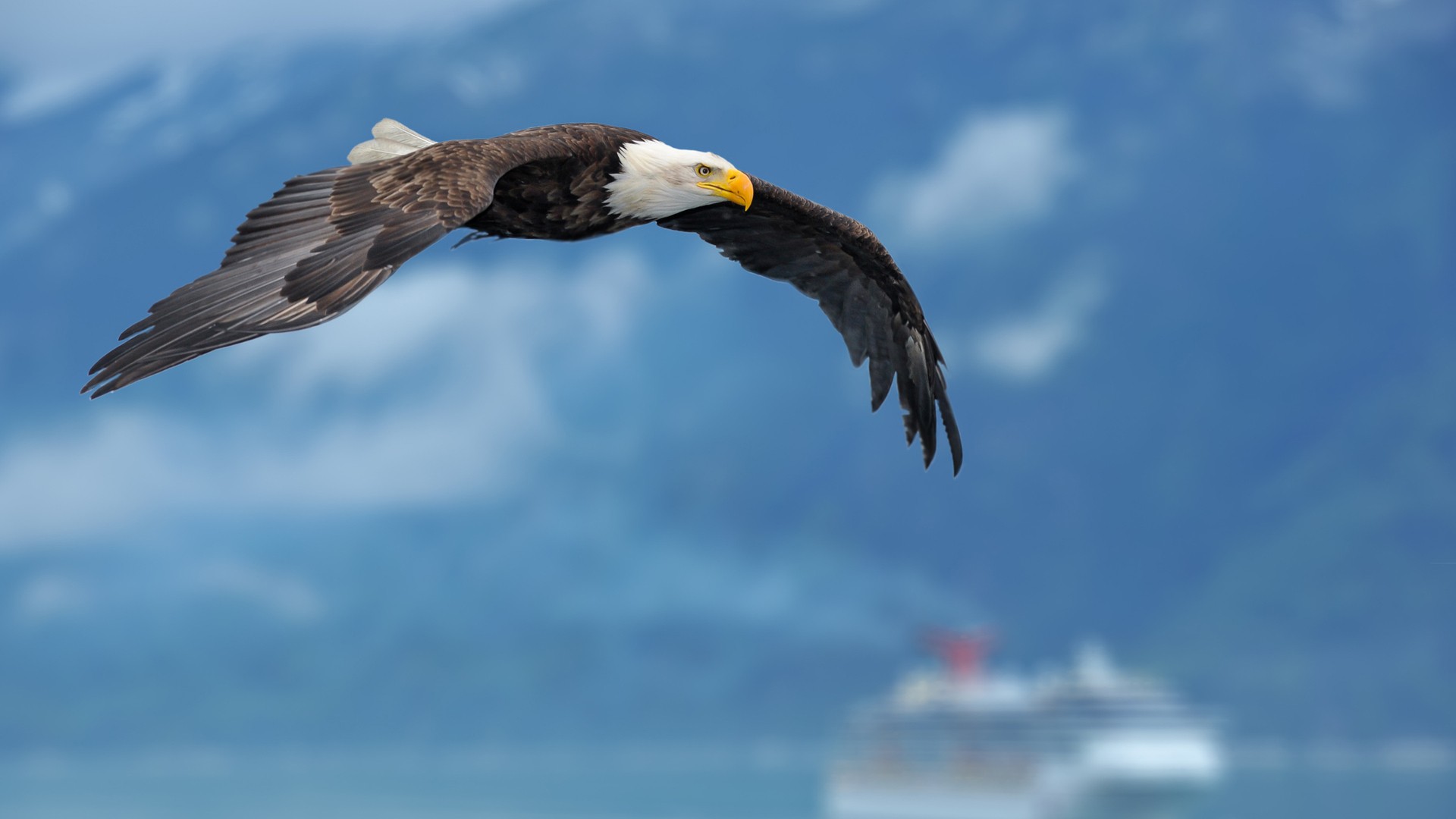 Download Flying Bald Eagle Wallpaper Free Wallpapers