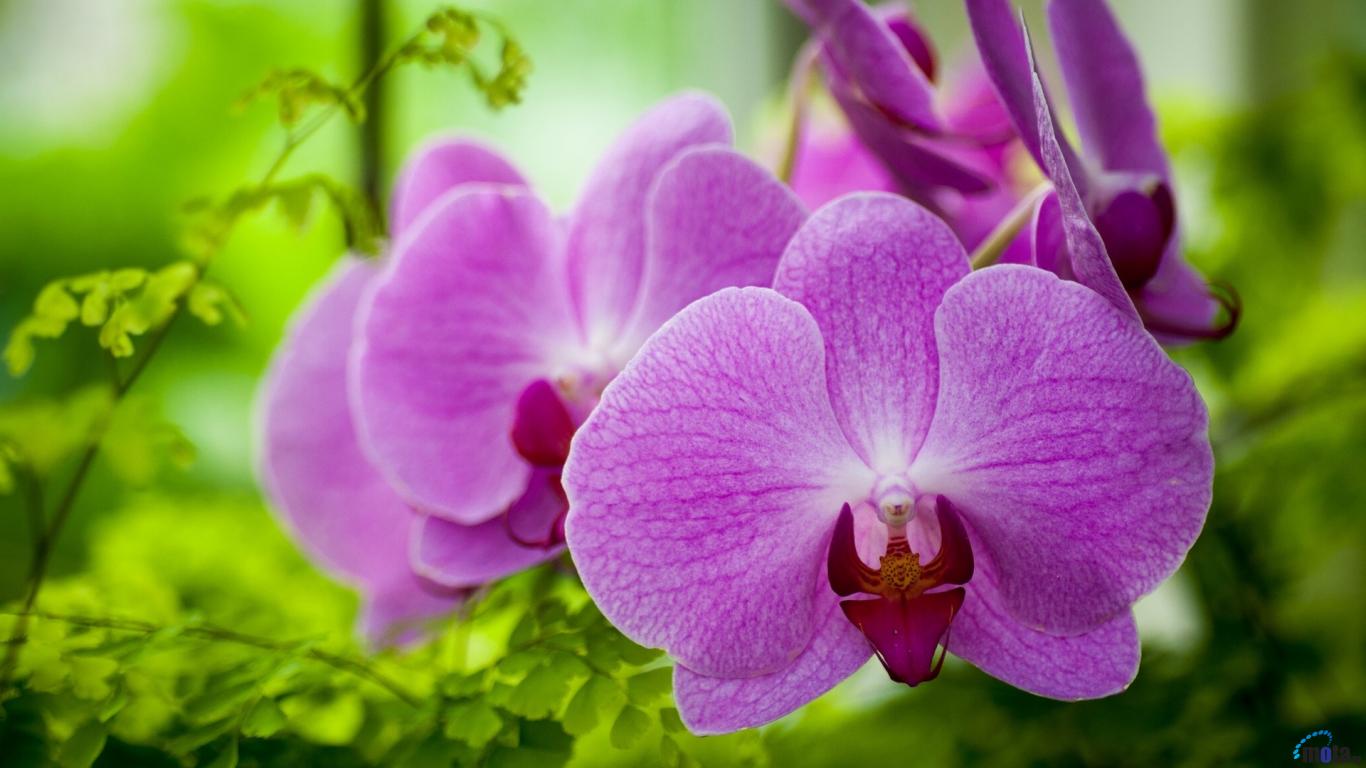 Wallpaper Beautiful Purple Orchid X Desktop