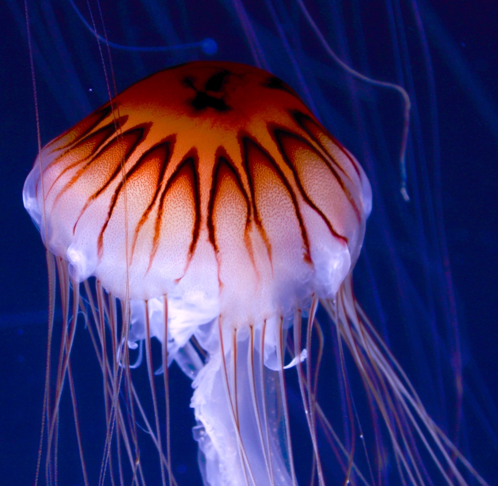 Colorful Jellyfish Ing Gallery