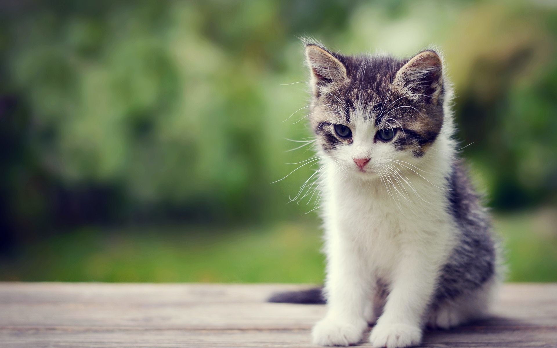 Adorable Tiny Kitten on a Wooden Surface