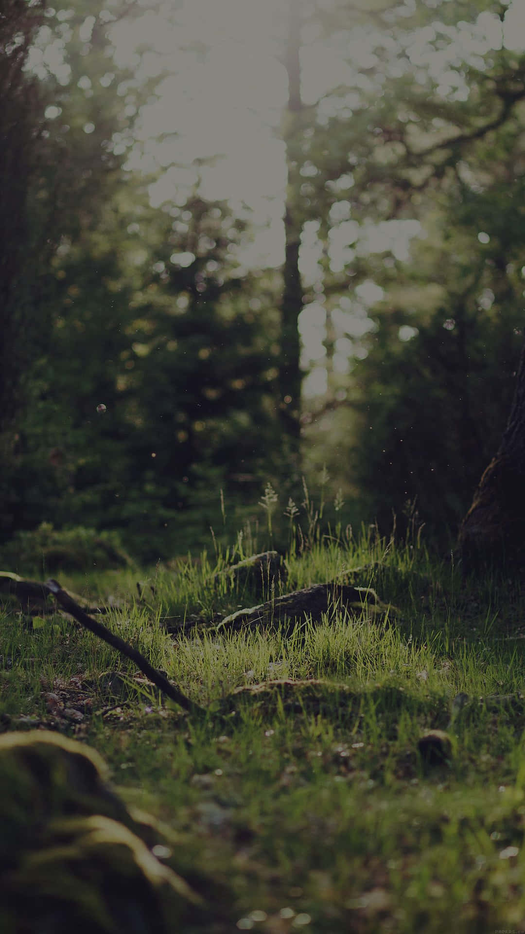 Dark Green Forest Wallpaper