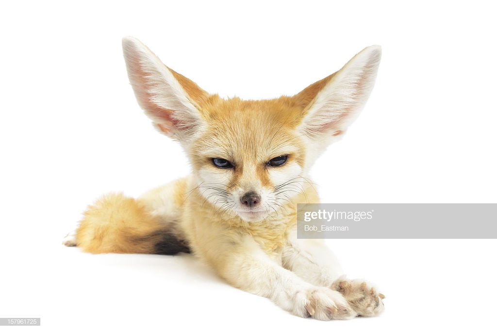 Fennec Fox Staring Into Camera Isolated On White Background Stock