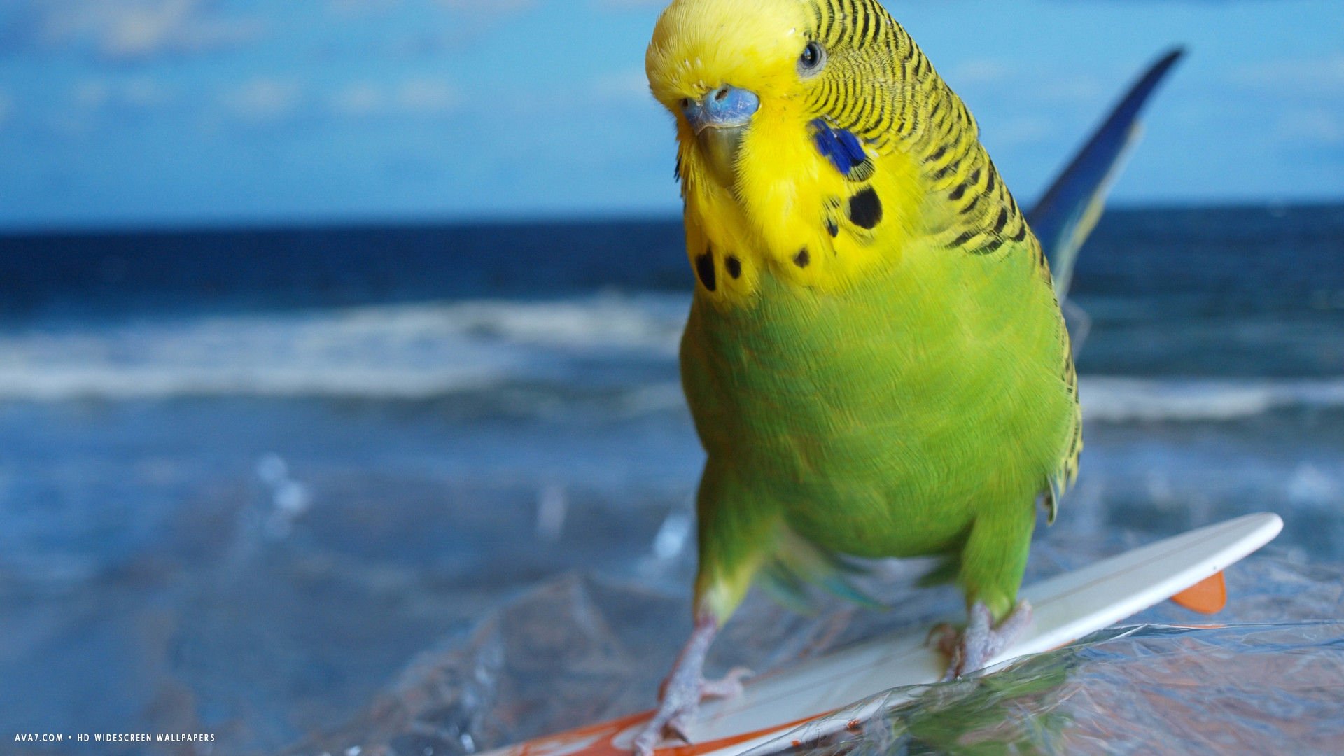 Parakeet Budgie Parrot Bird Tropical Wallpaper HD