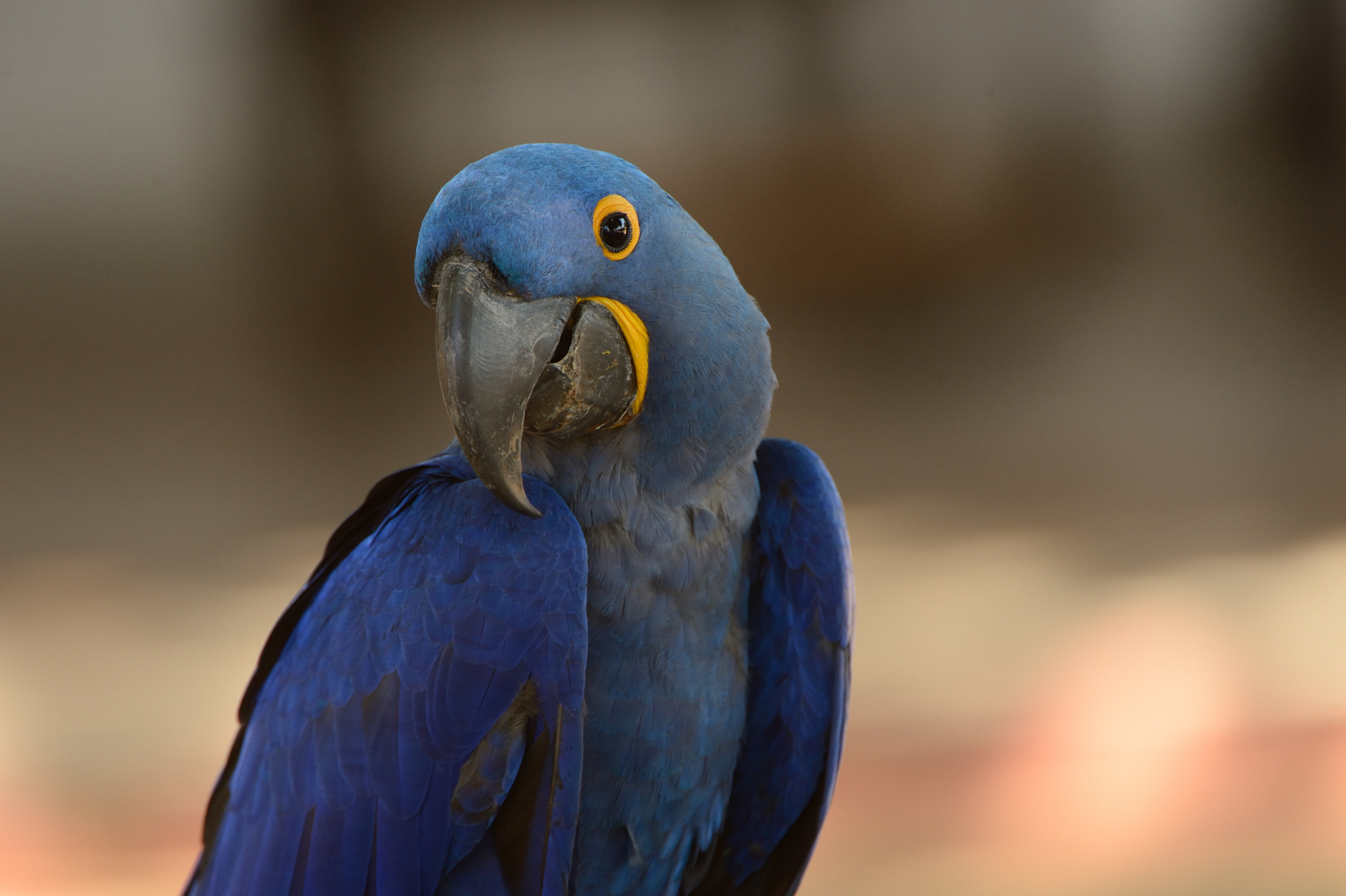 Tiere   Hyacinth Macaw Wallpaper