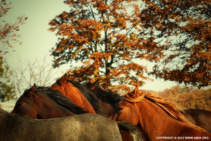 Horses In Autumn Wallpaper Iii By 54ka