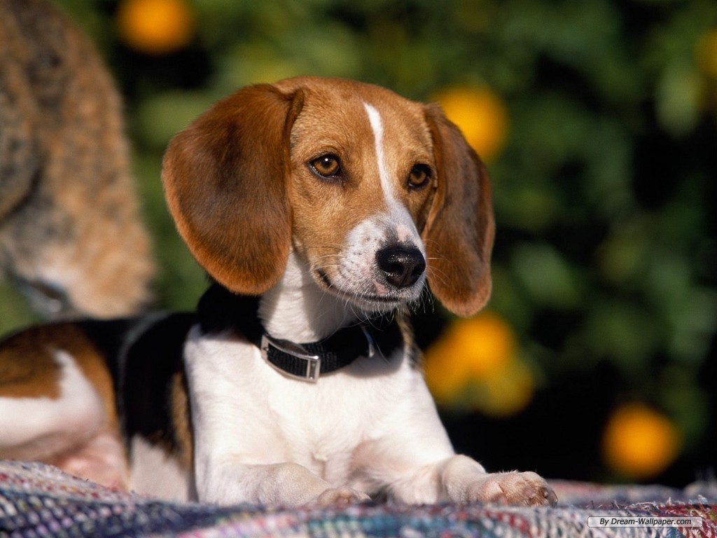 Beagle Wallpaper Dogs