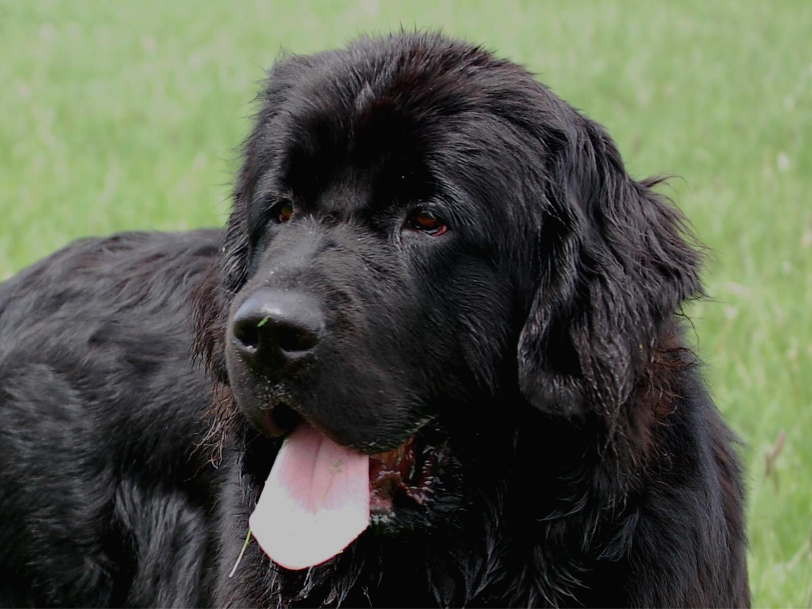 Newfoundland Dog HD Wallpaper Background Image