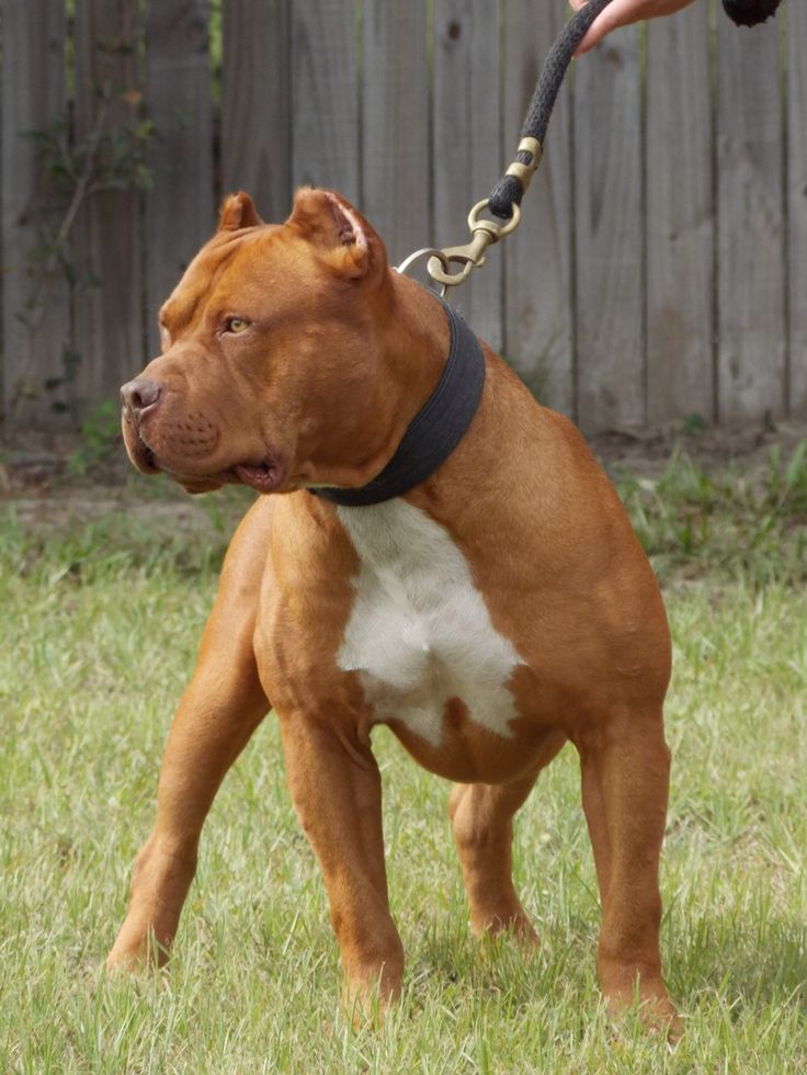Red Nose Pitbull Dogs And Pet