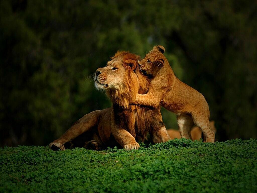 Lion Cubs Wallpaper