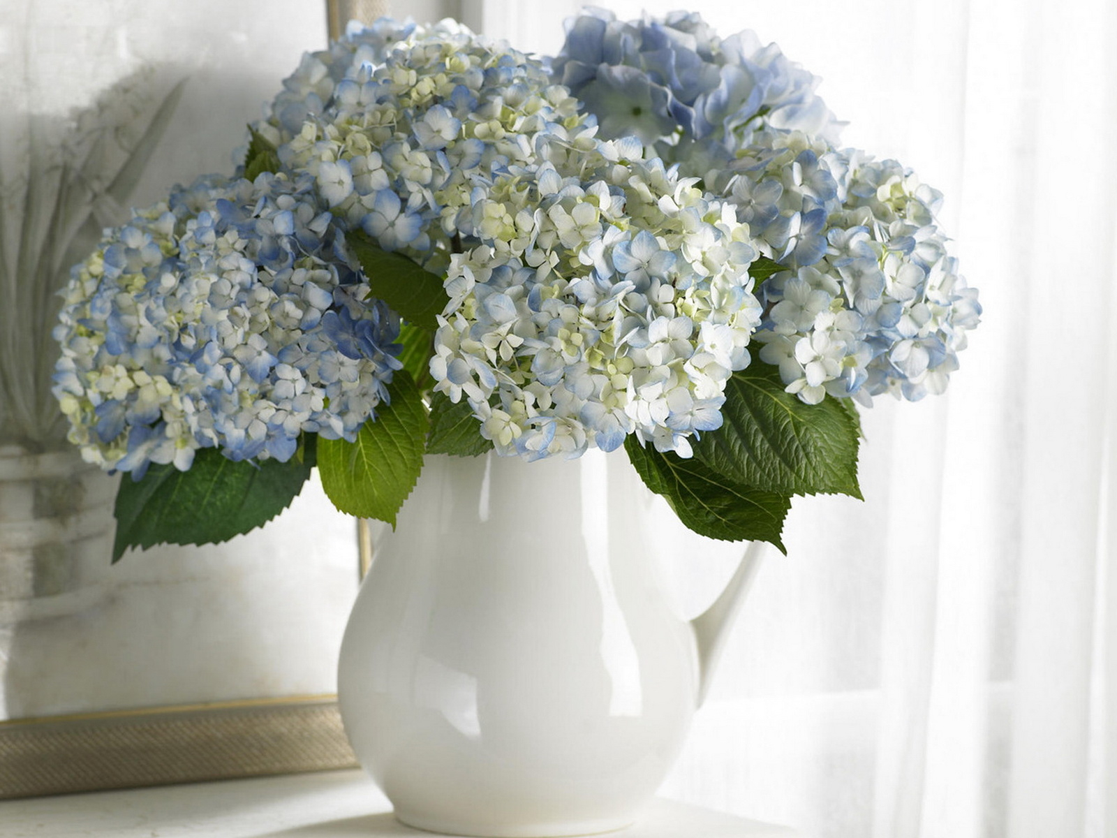 Hydrangea Wallpaper And Image Pictures Photos