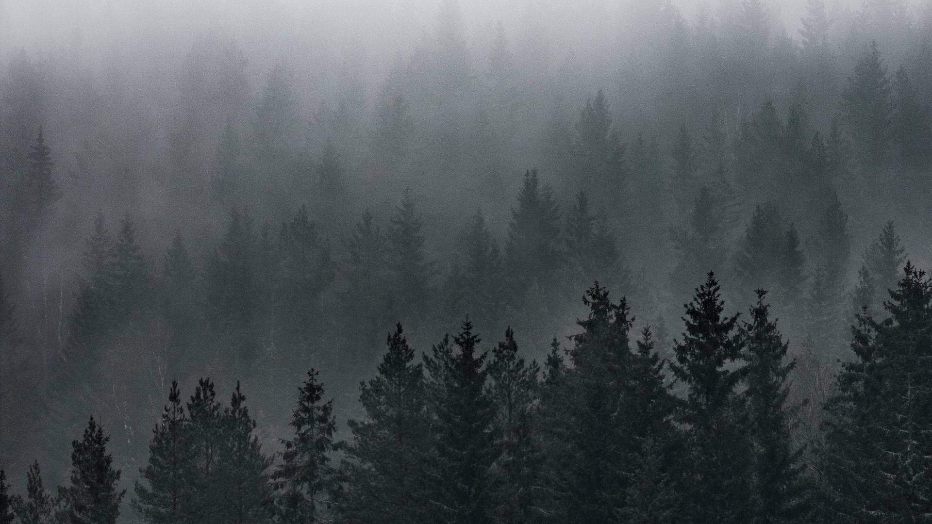 Forest Wallpaper