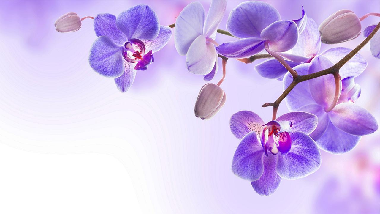 Orchid Live Wallpaper For Android Apk