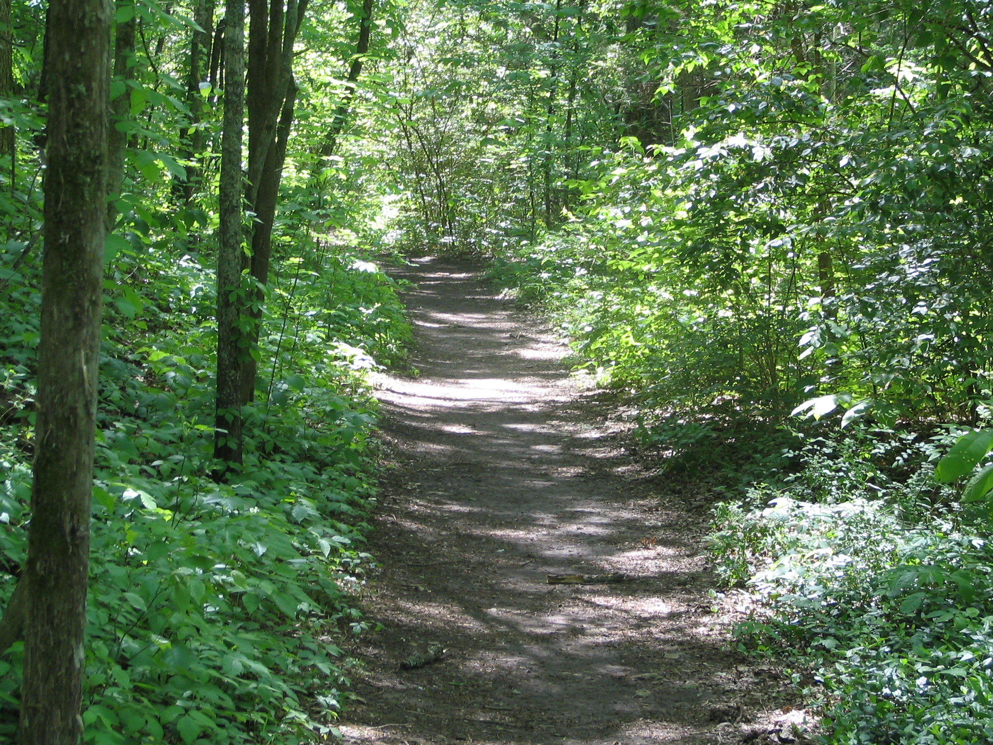 File Natchez Trace Trail Jpg Wikimedia Mons