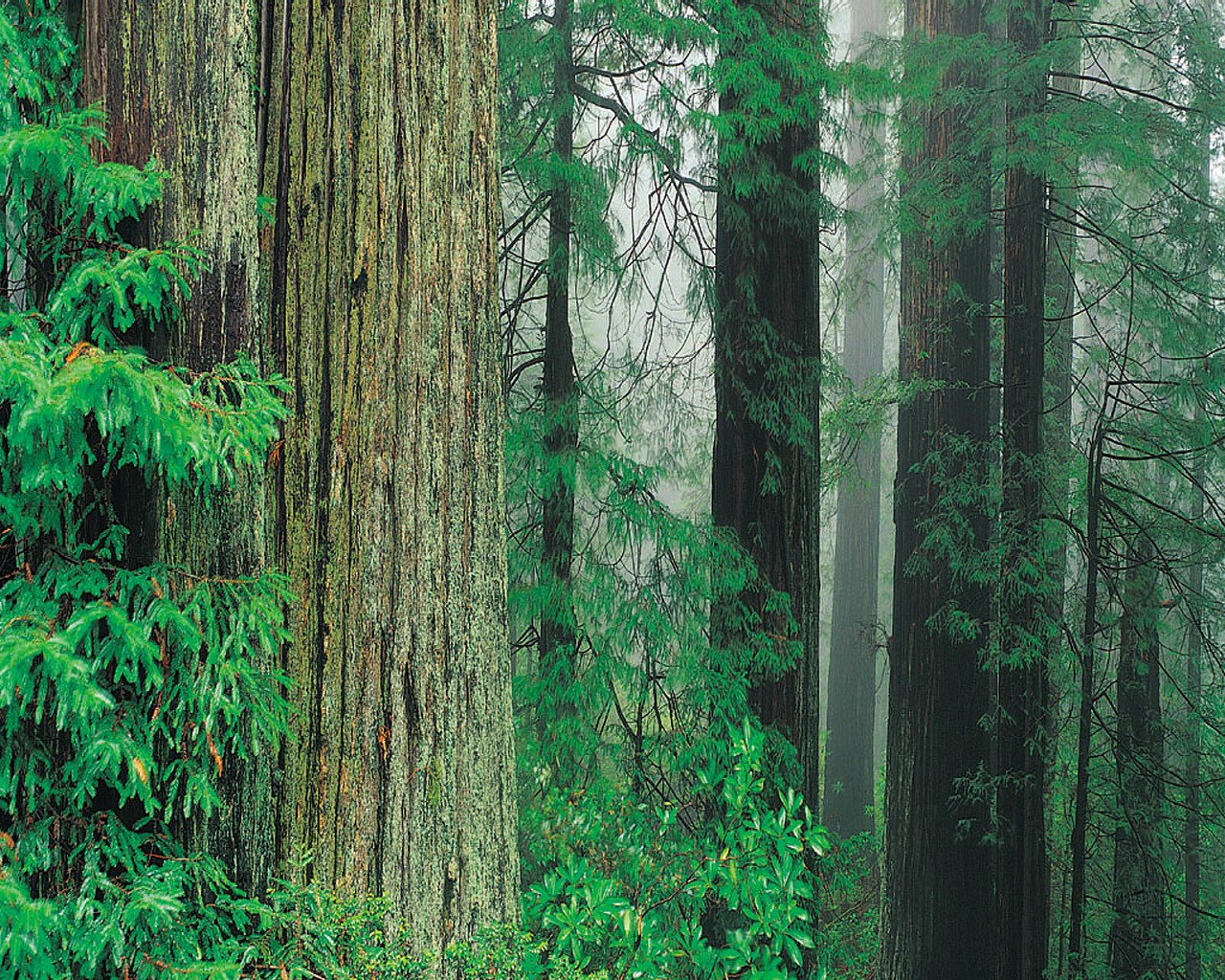 Redwood Forest Jpg Wallpaper Other Landscape Copyright