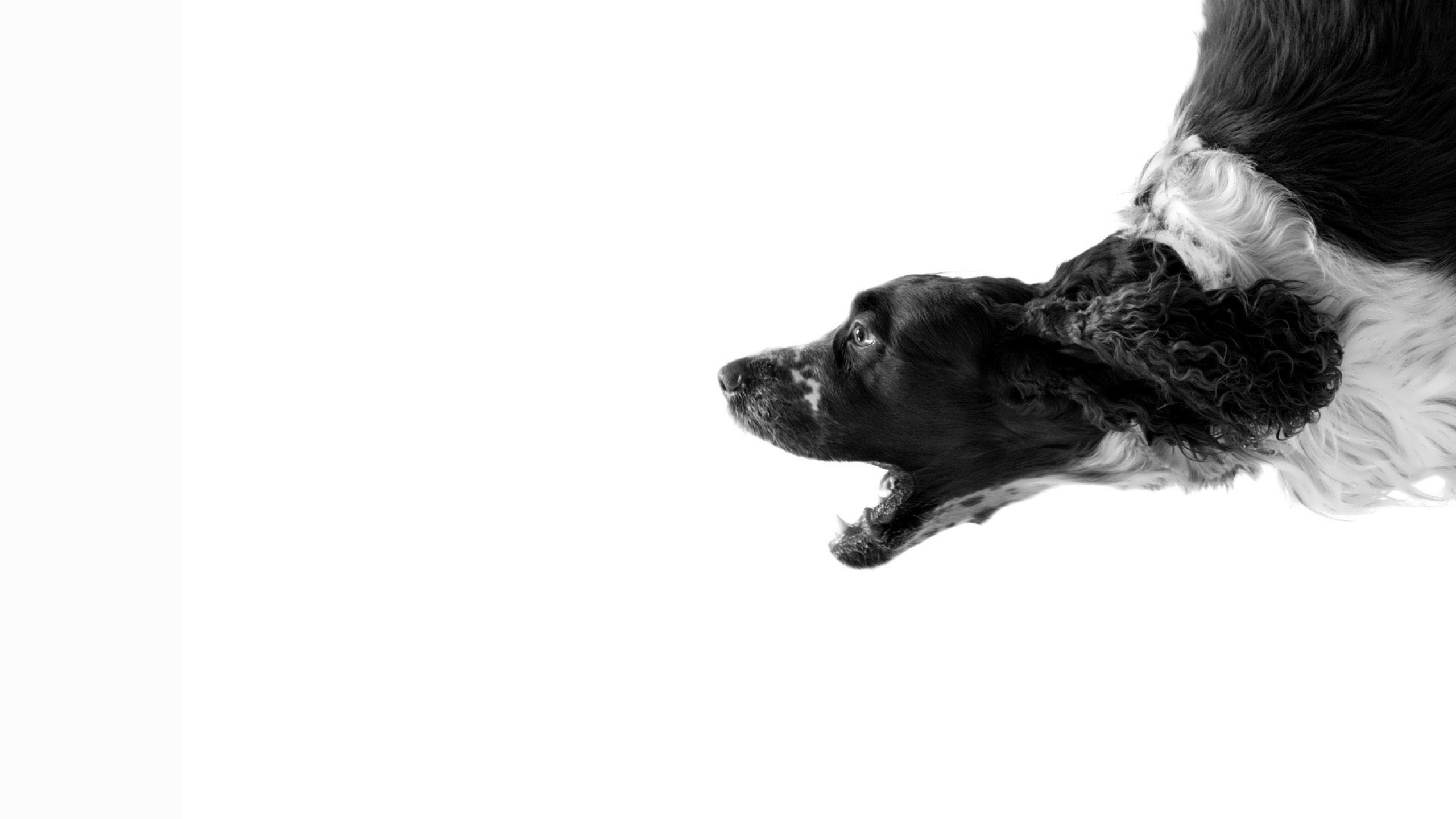 Black And White Dog Wallpaper High Resolution With
