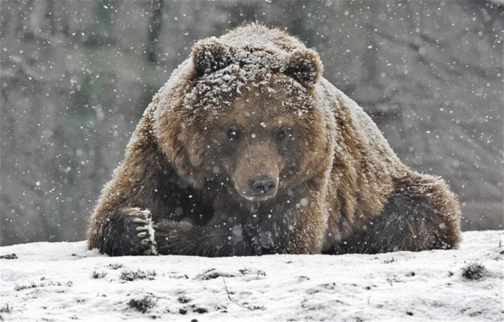 Welcome To Animal Cognizance Animals Living Through Winter