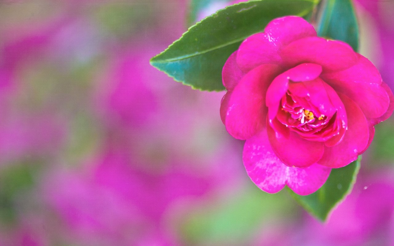 Pretty Pink Desktop Background HD Wallpaper