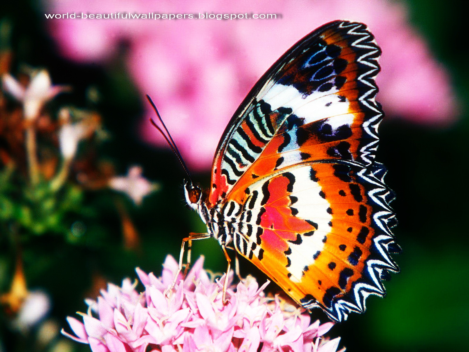 Beautiful Wallpaper Butterflies