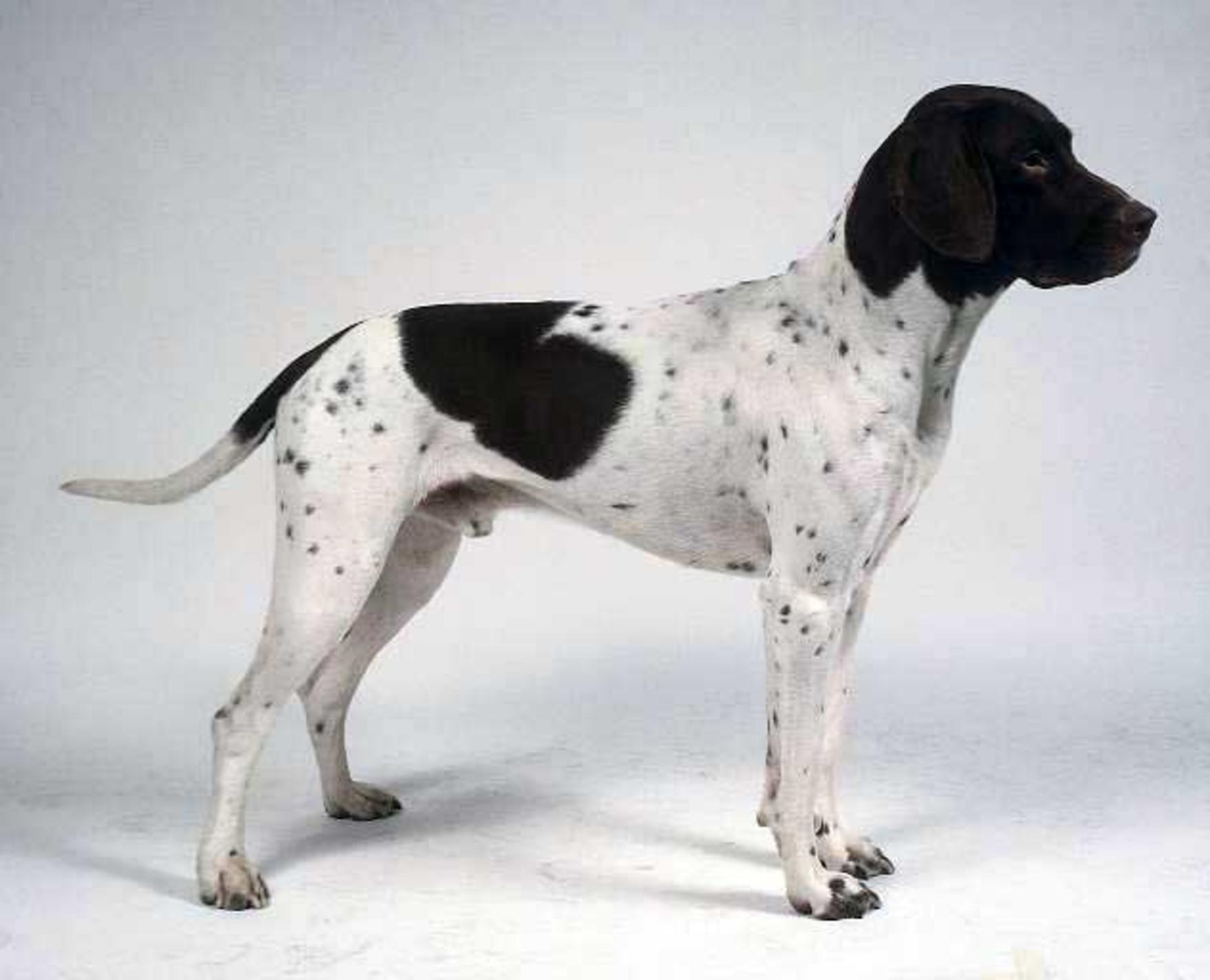 Old Danish Pointer Photo And Wallpaper Beautiful