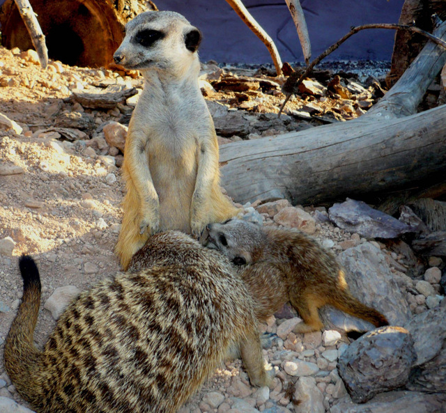 Image Meerkat Pups Just Born Pc Android iPhone And iPad Wallpaper