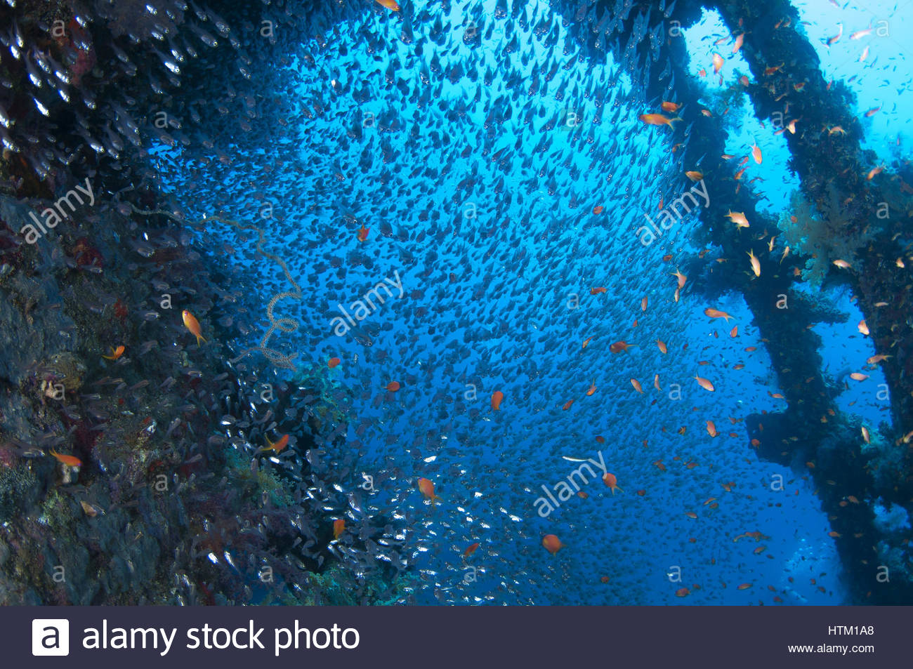 Large School Of Fish Pigmy Sweepers Parapriacanthus Ransoni
