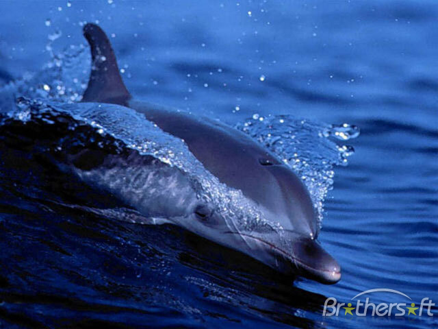 Dolphin Screensaver