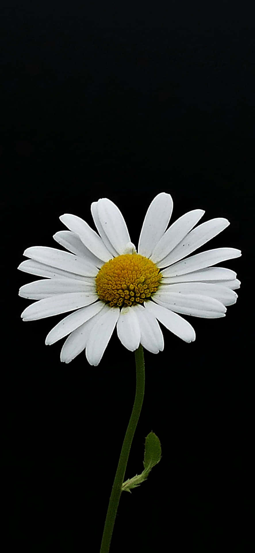 White Flower iPhone Wallpaper