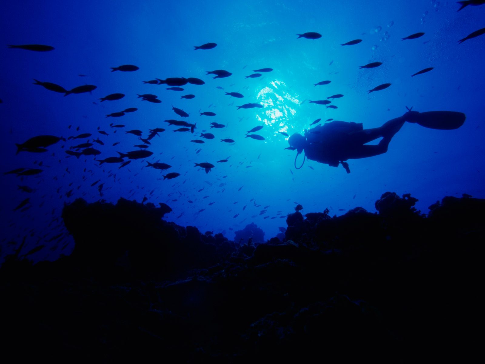 Ocean Fish Animal HD Wallpaper Blue