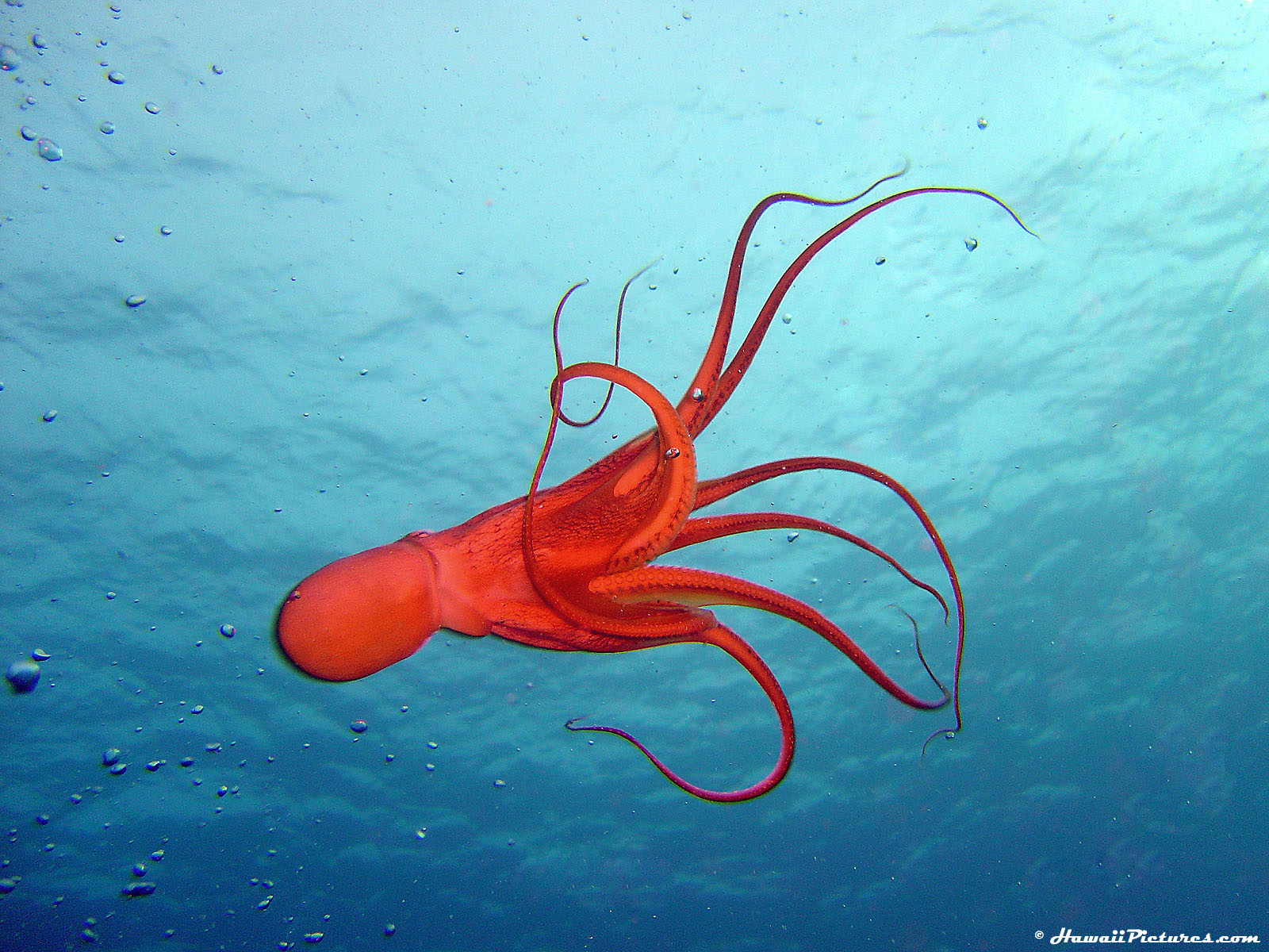 Animals Octopuses Underwater Cephalopod Wallpaper