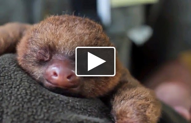 Cute Baby Animal Videos In High Resolution For
