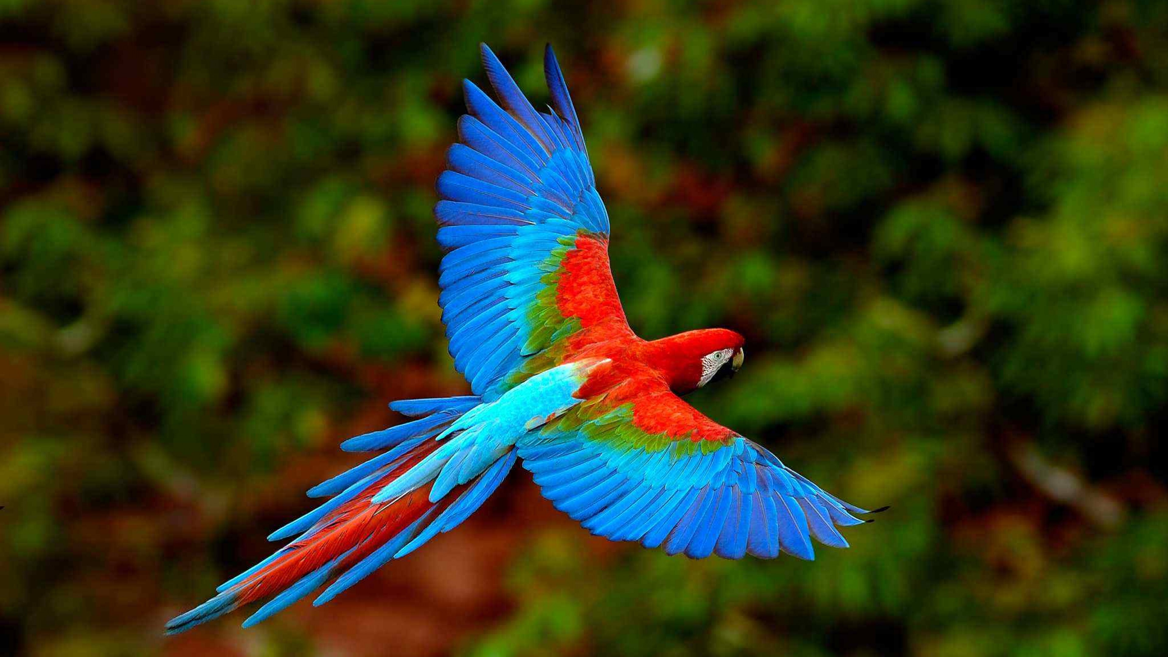 Flying Parrot Dom 4k Wallpaper