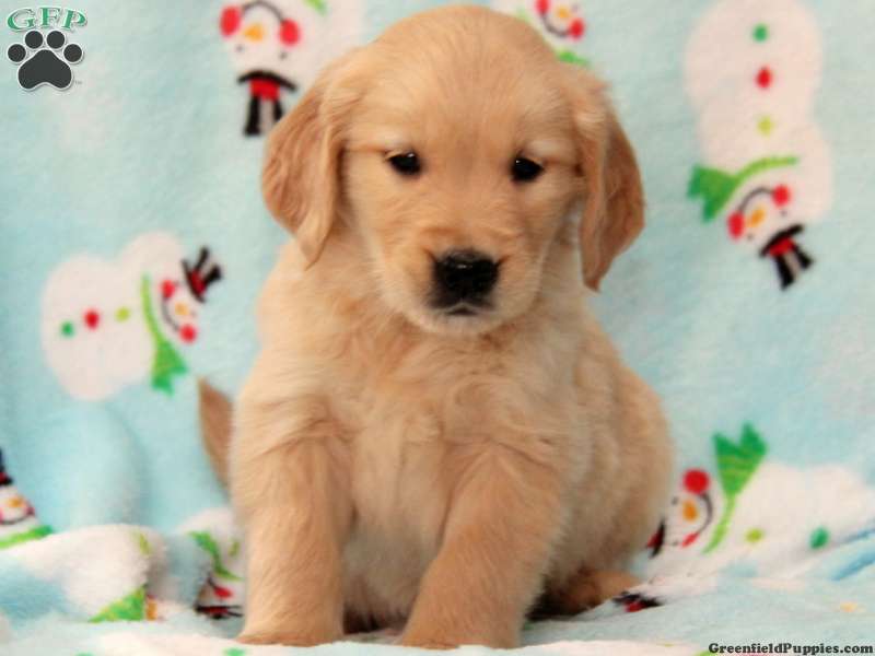 Golden Retriever Puppies Wallpaper HD Desktop Background