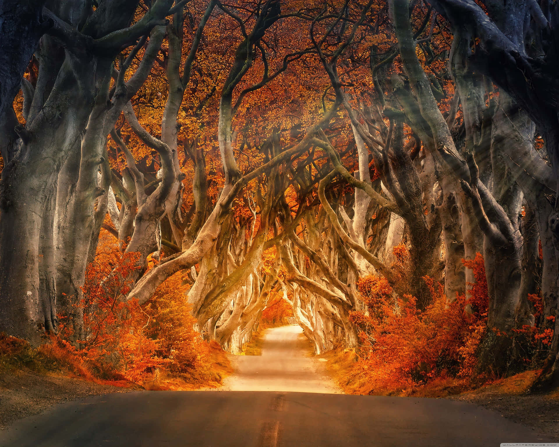 Cute Autumn Wallpaper