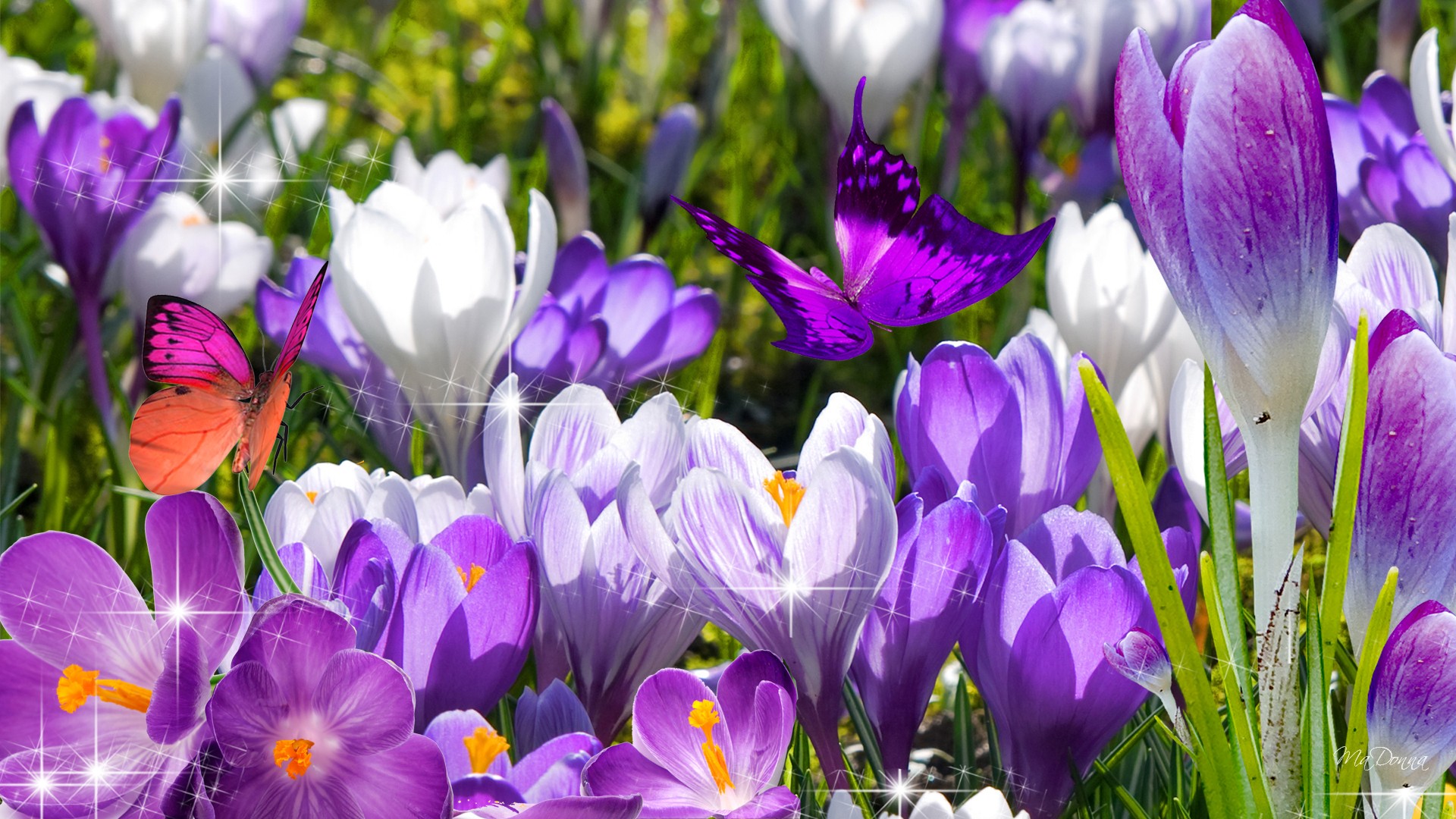 49+ Spring Flowers Screensavers Wallpaper on WallpaperSafari