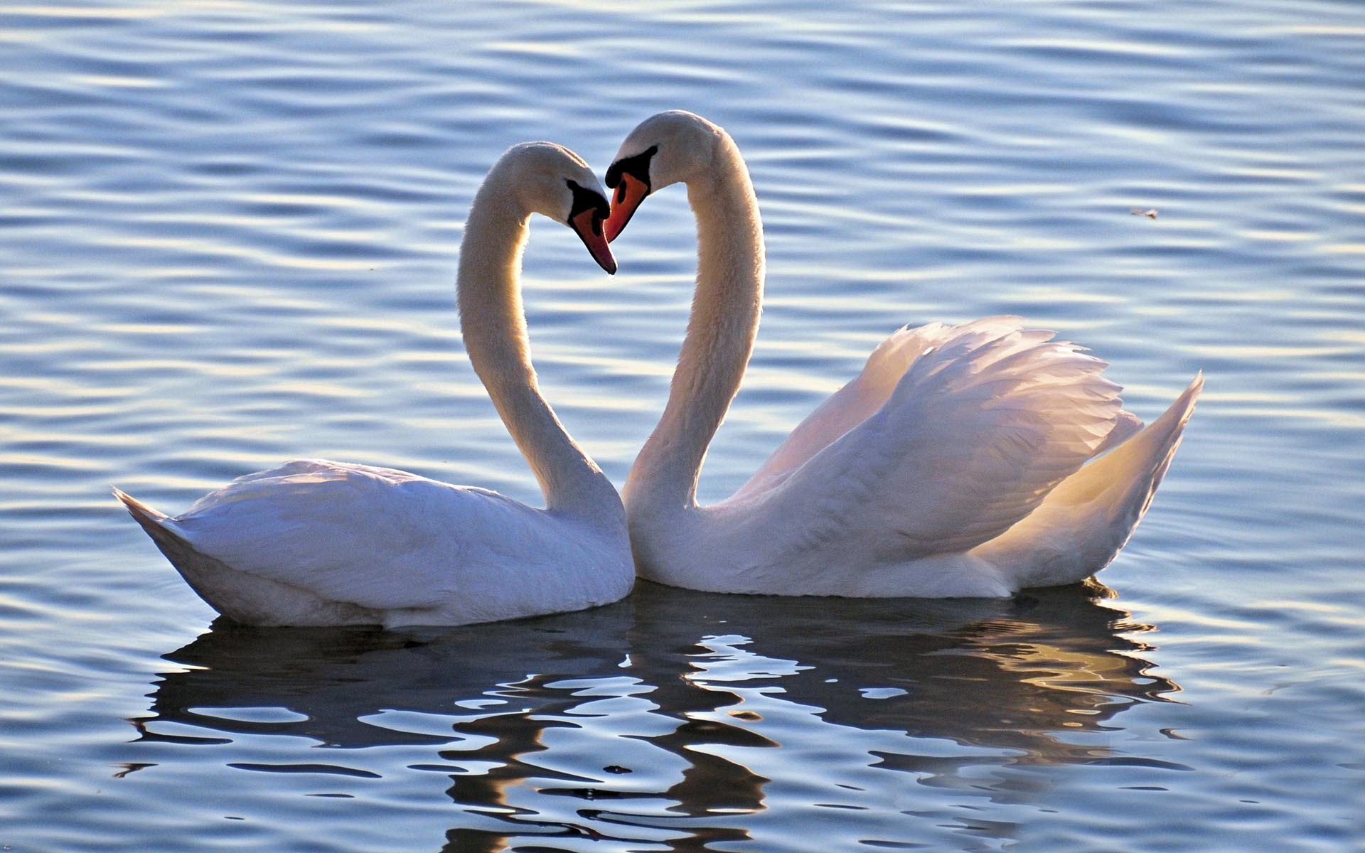 Love Swans Wallpaper
