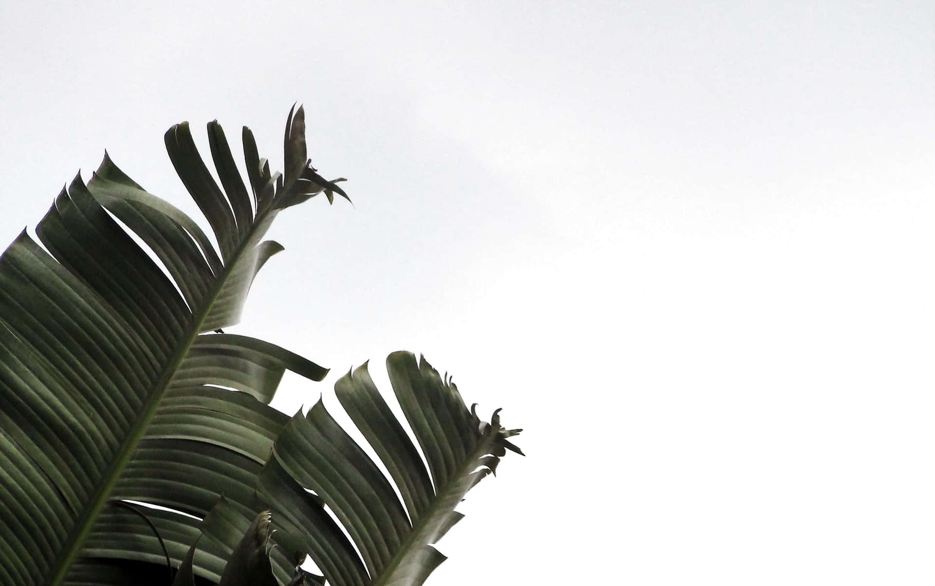 Plant Aesthetic Desktop Wallpaper