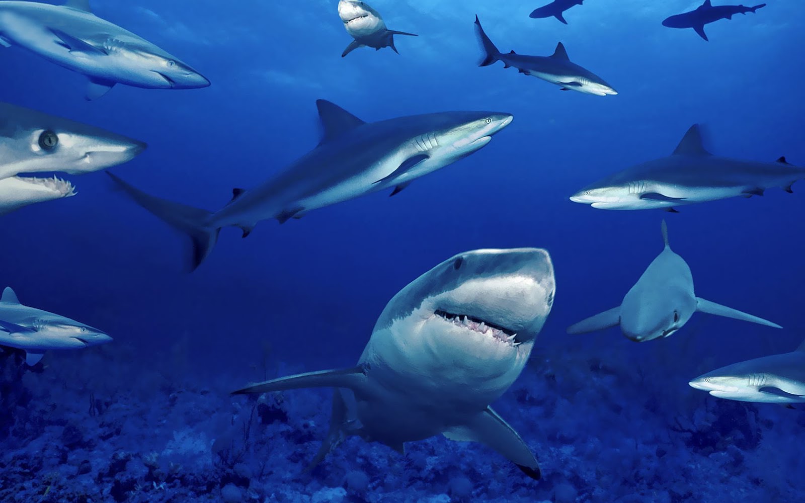 Group Of Dangerous Sharks Wallpaper HD Animals
